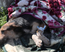 Cão resgatado com vida após 55 horas sob os escombros na Turquia