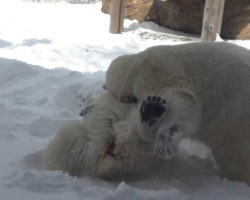 Animais de ‘zoo’ nos EUA aproveitam folga para brincar na neve. O momento