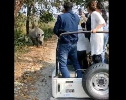 Rinocerontes atacam veículo em safari e ferem sete turistas. Ora veja