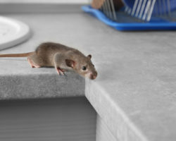 Imagem (grotesca) de rato gerada por IA encontrada em revista científica