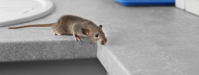 Imagem (grotesca) de rato gerada por IA encontrada em revista científica