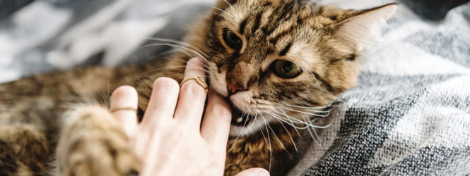 O seu gato está mais ofensivo? Veterinária explica o que fazer