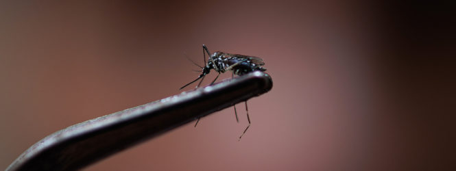 Epidemia de dengue atinge números alarmantes na América Latina